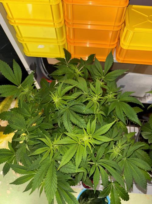 Grizzly Glue. Week 8