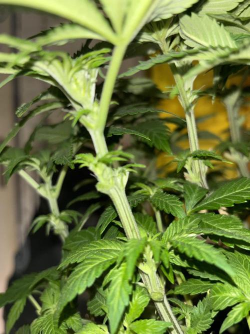 Grizzly Glue. Week 8