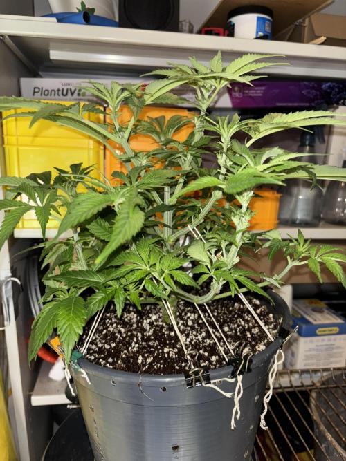 Frozen Black Cherry. Week 8