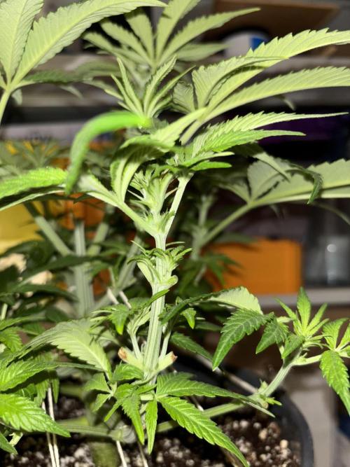 Frozen Black Cherry. Week 8