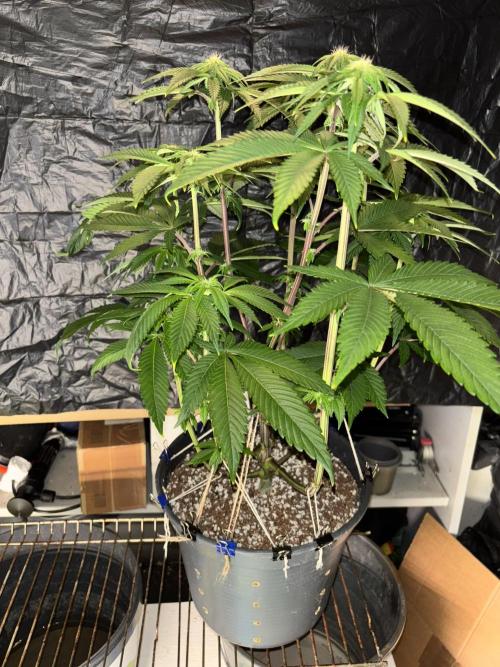 Polar Gelato. Week 9