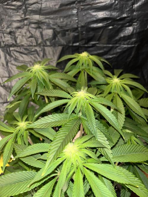 Polar Gelato. Week 9