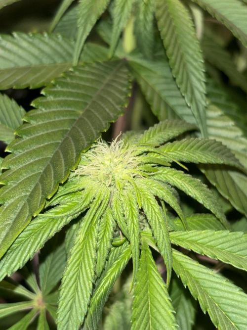 Polar Gelato. Week 9