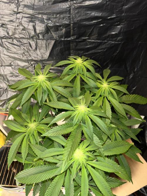 Polar Gelato. Week 9