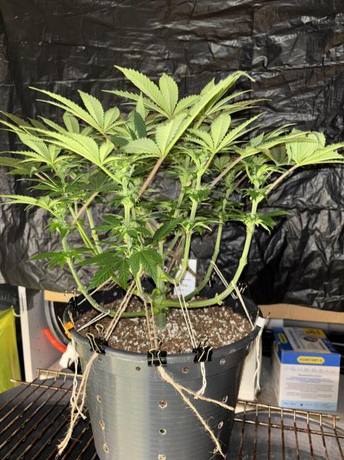 Grizzly Glue. Week 9