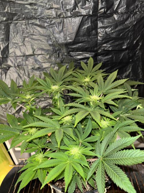 Grizzly Glue. Week 9