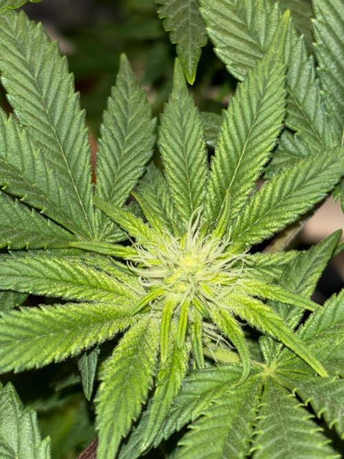 Grizzly Glue. Week 9