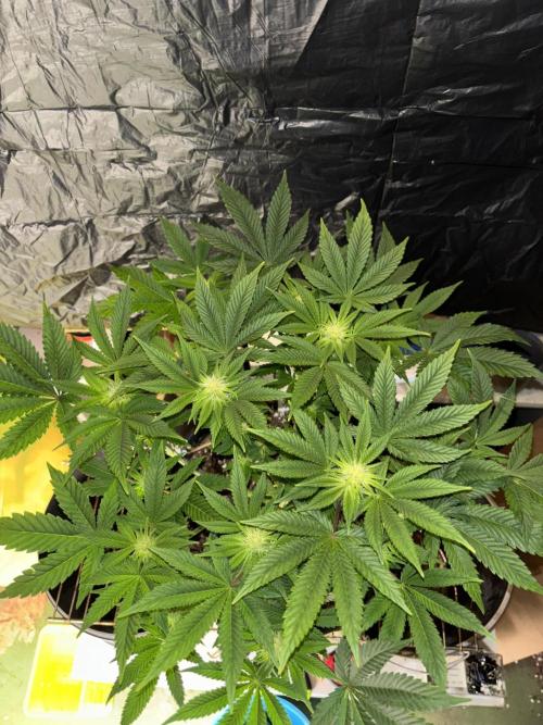 Grizzly Glue. Week 9