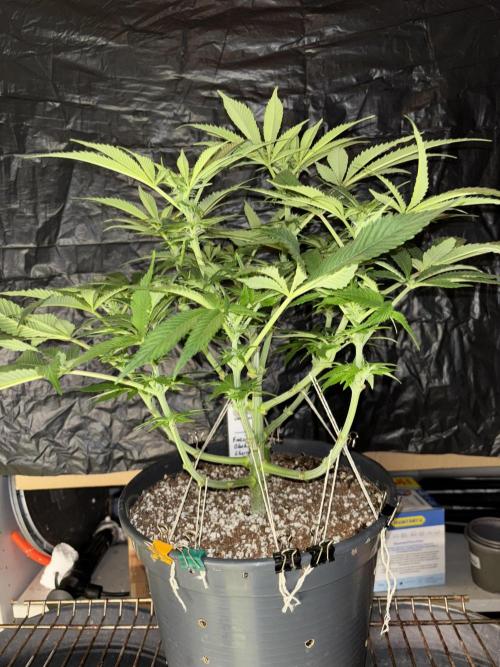 Frozen Black Cherry. Week 9