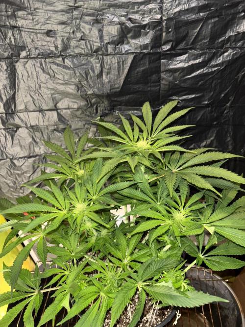 Frozen Black Cherry. Week 9