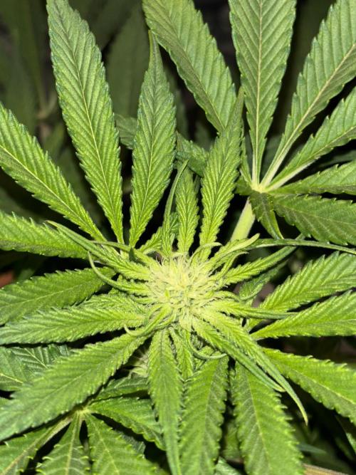 Frozen Black Cherry. Week 9