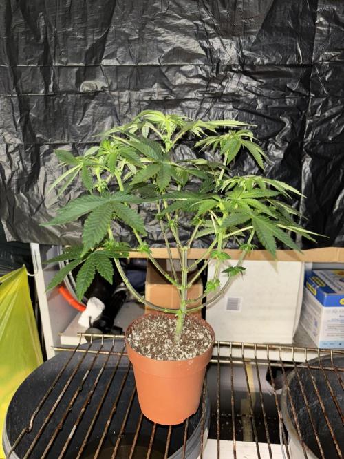 *Bonus* Micro Polar Gelato. Week 4