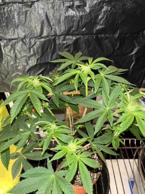 *Bonus* Micro Polar Gelato. Week 4