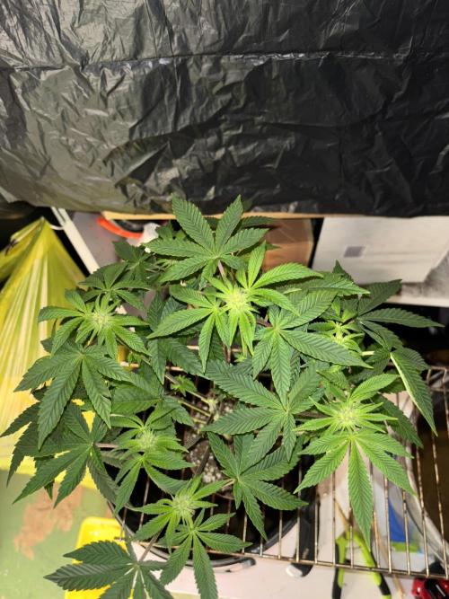 *Bonus* Micro Polar Gelato. Week 4