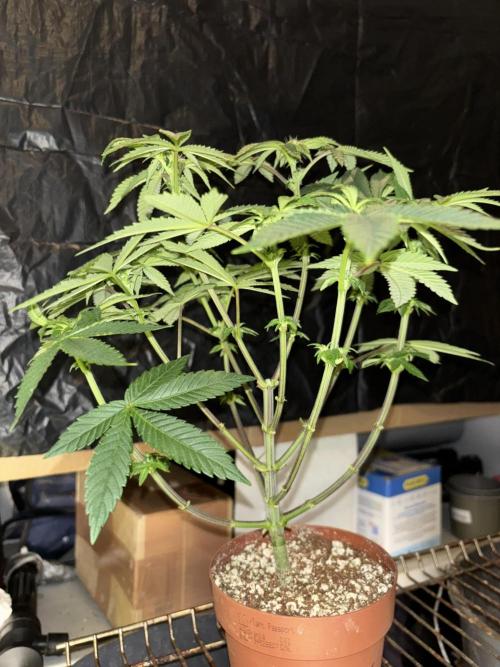 *Bonus* Micro Polar Gelato. Week 4