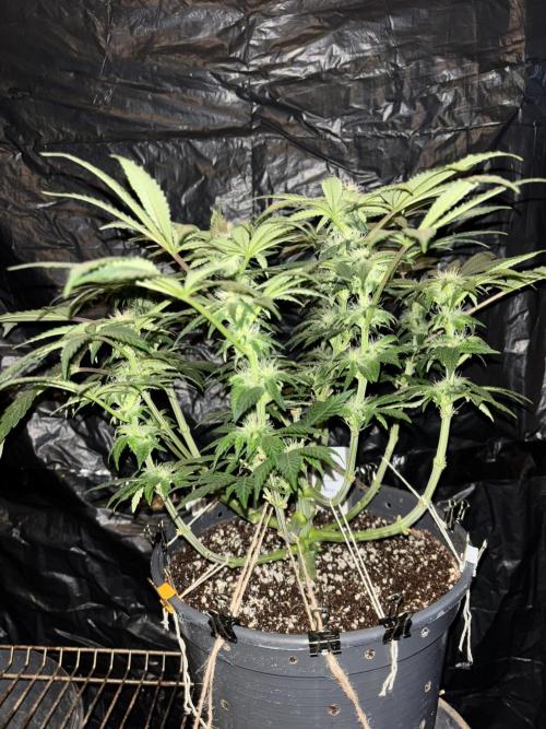 Grizzly Glue. Week 10