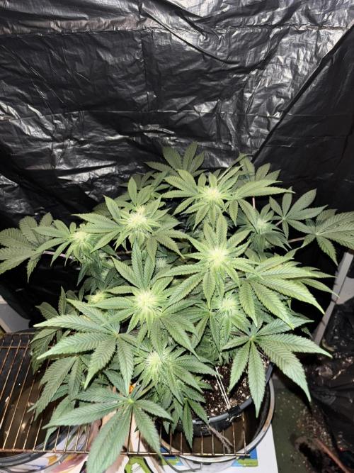 Grizzly Glue. Week 10