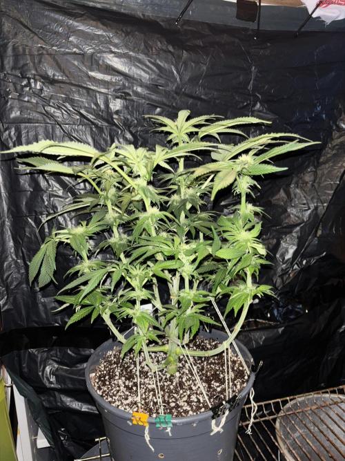 Frozen Black Cherry. Week 10