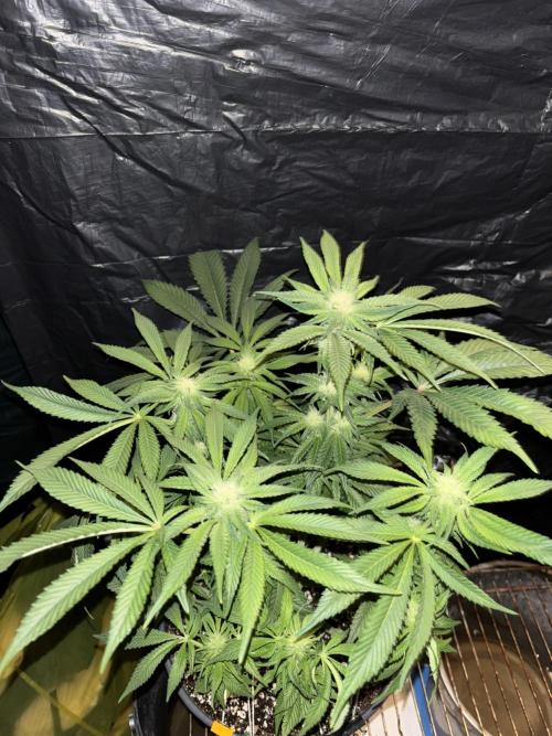 Frozen Black Cherry. Week 10