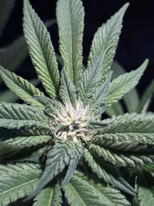 Frozen Black Cherry. Week 10