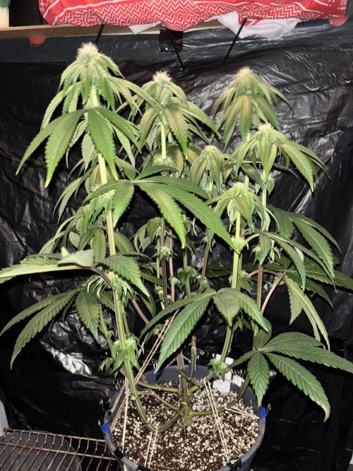 Polar Gelato. Week 10