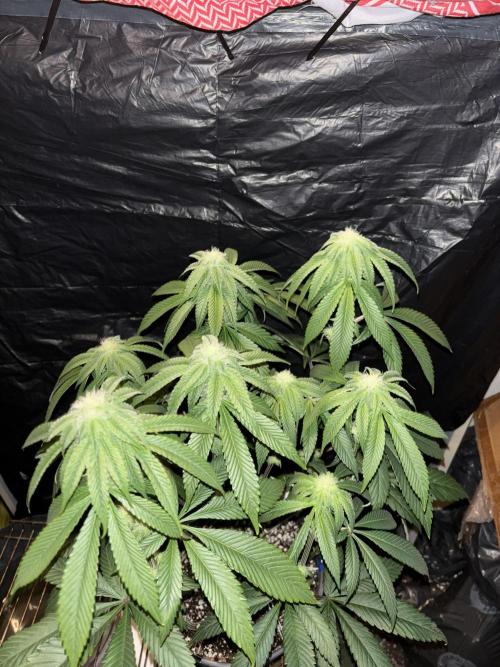 Polar Gelato. Week 10