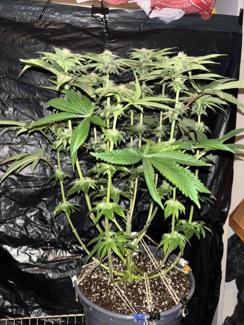 Purple Kush. Week 10