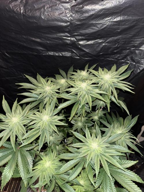Purple Kush. Week 10