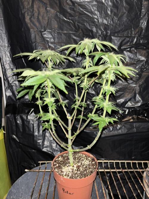 *Bonus* Micro Polar Gelato. Week 5