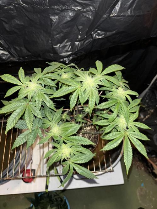 *Bonus* Micro Polar Gelato. Week 5