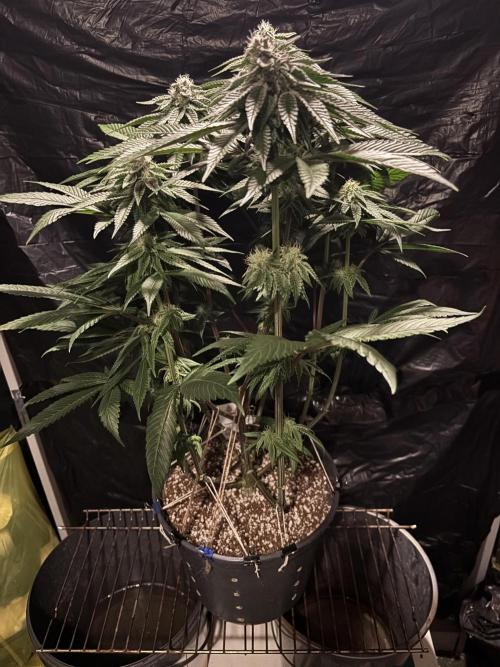 Polar Gelato. Week 11