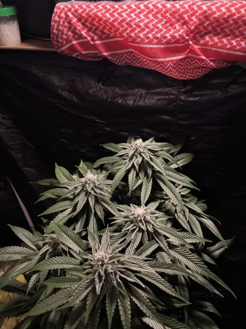 Polar Gelato. Week 11