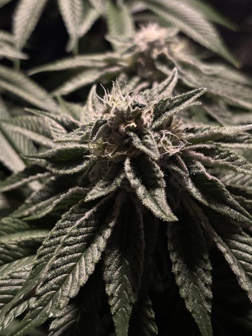 Polar Gelato. Week 11