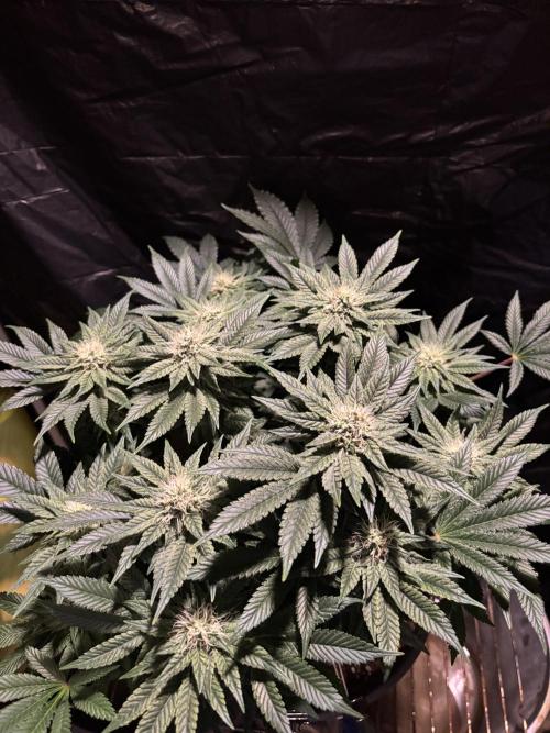 Grizzly Glue. Week 11