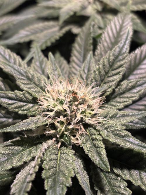 Grizzly Glue. Week 11