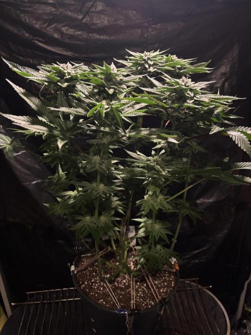 Purple Kush. Week 11