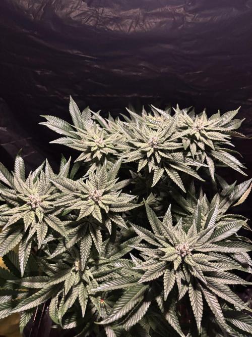 Purple Kush. Week 11