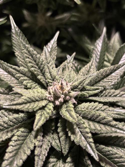 Purple Kush. Week 11