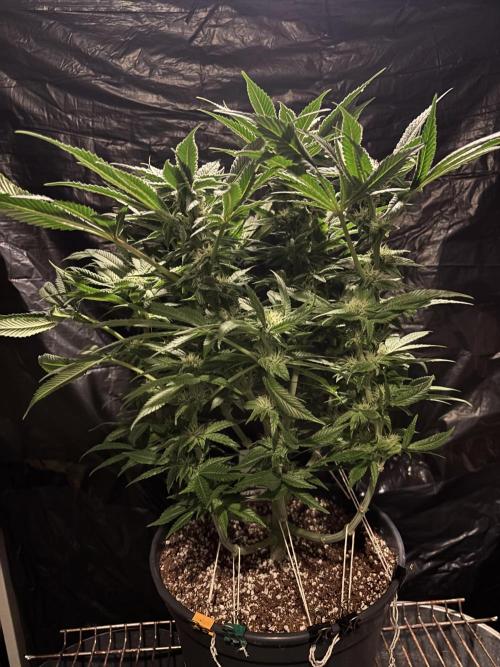 Frozen Black Cherry. Week 11