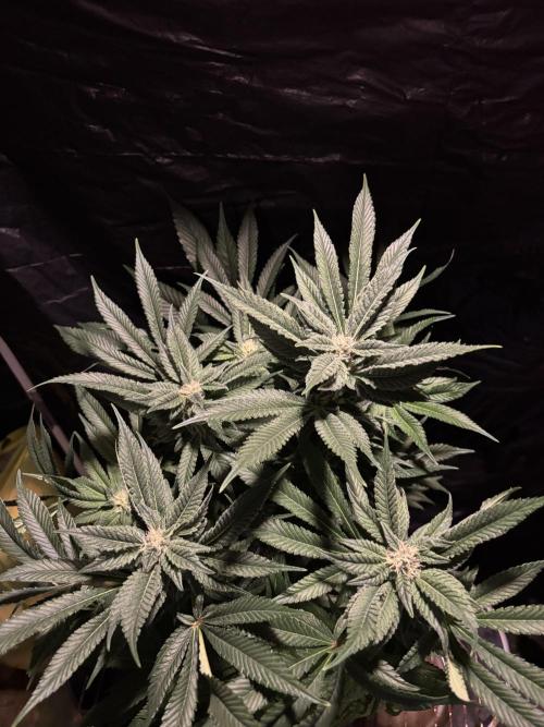 Frozen Black Cherry. Week 11