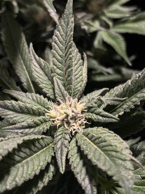 Frozen Black Cherry. Week 11