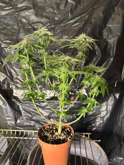 *Bonus* Micro Polar Gelato. Week 6