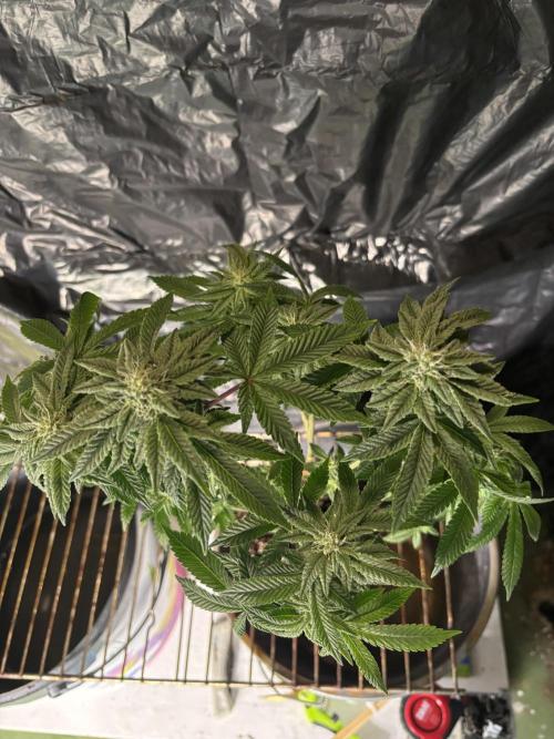 *Bonus* Micro Polar Gelato. Week 6