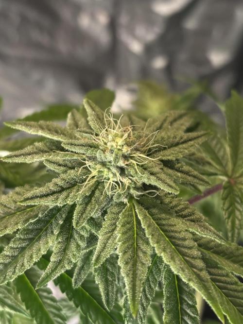 *Bonus* Micro Polar Gelato. Week 6