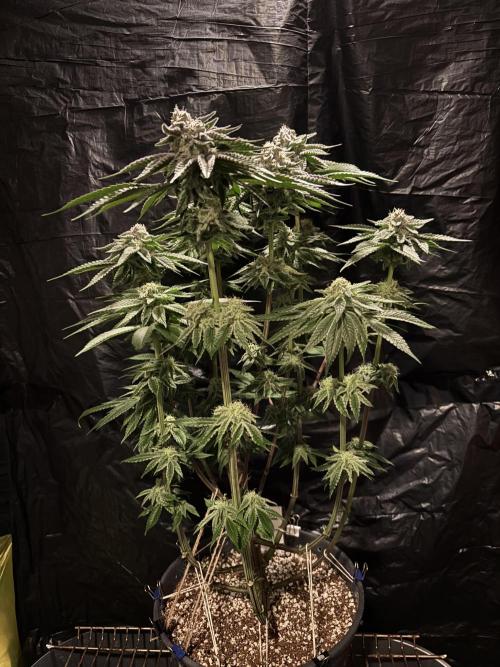 Polar Gelato. Week 12