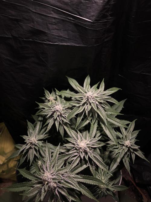 Polar Gelato. Week 12