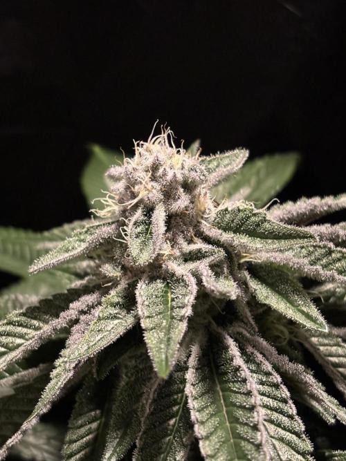 Polar Gelato. Week 12