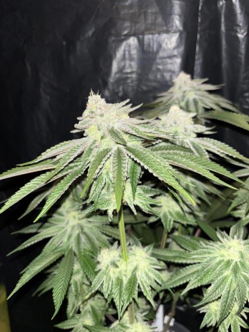 Polar Gelato. Week 12