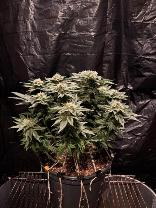 Grizzly Glue. Week 12