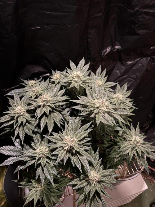 Grizzly Glue. Week 12